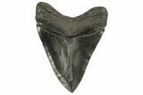 Serrated, Fossil Megalodon Tooth - South Carolina #294413-1